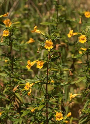 2008-06-02_53 Sticky Monkeyflower Cropped TN.jpg - 61773 Bytes